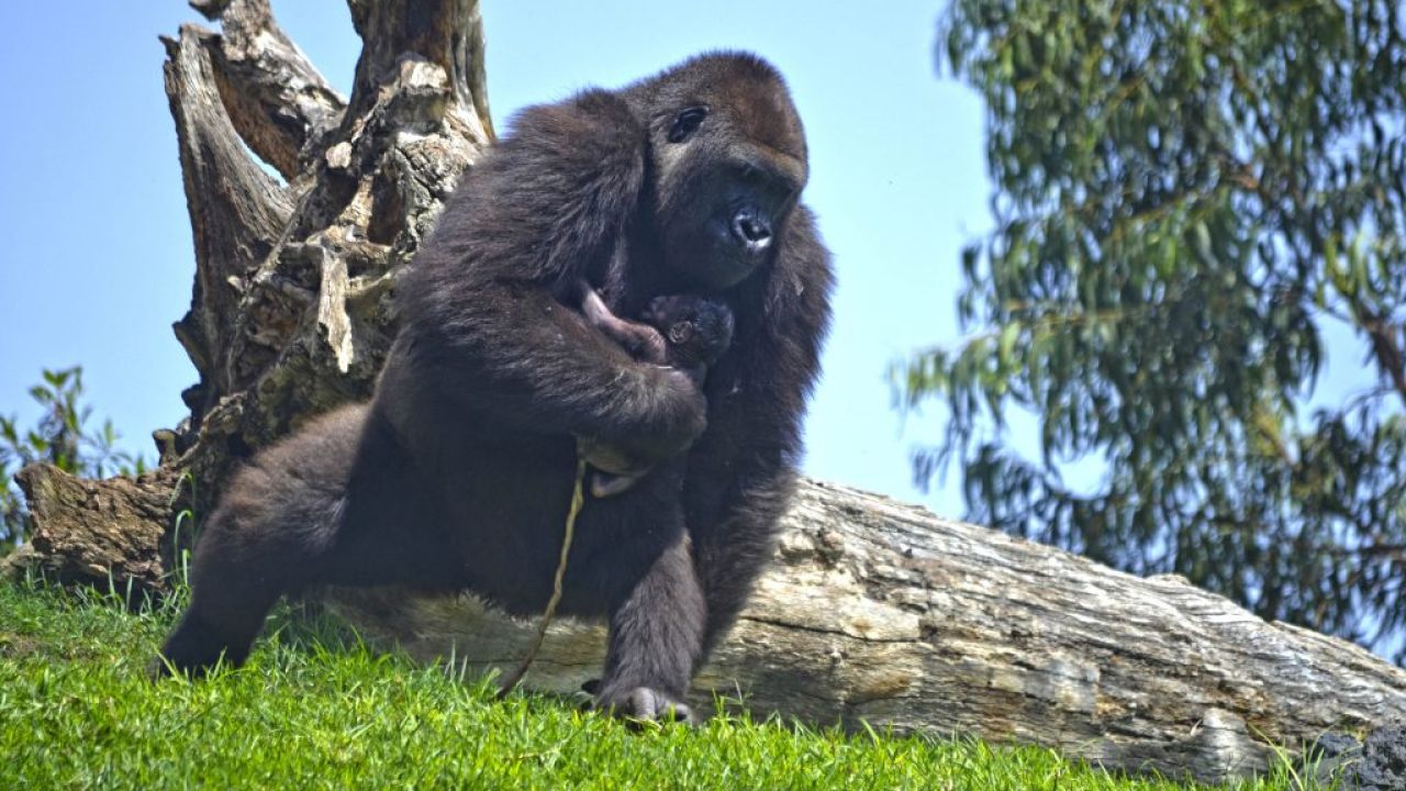 Nace Un Gorila A La Vista Del P Blico En El Bioparc De Valencia Hazte Eco