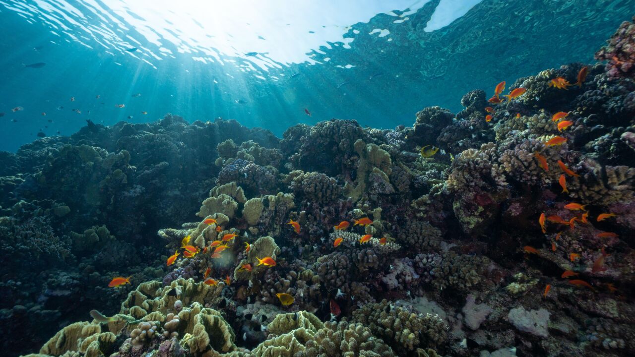 La Gran Barrera De Coral Alcanza Niveles R Cord Hazte Eco