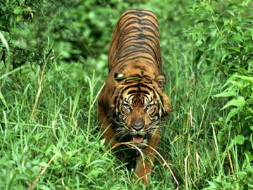 Un tigre de Sumatra