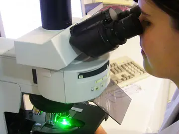 Una investigadora visualiza una muestra en el microscopio. Una investigadora visualiza una muestra en el microscopio.