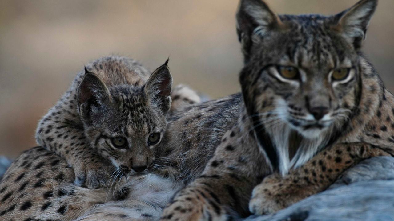 El Lince Iberico En Peligro De Extincion Para Niños