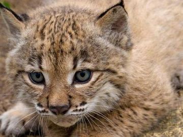 La población de lince de Doñana cae un 15% La población de lince de Doñana cae un 15%