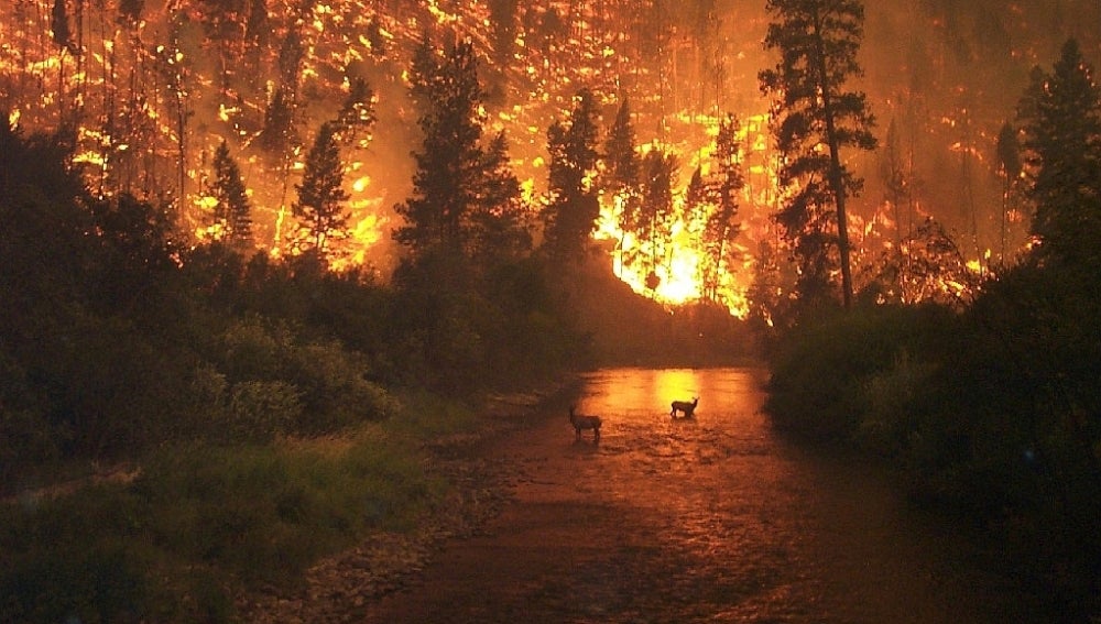Un gran incendio afectando un bosque