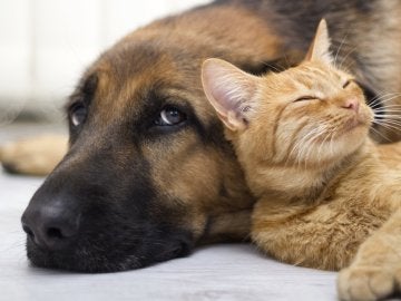 Un perro y un gato