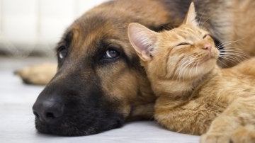 Un perro y un gato Un perro y un gato