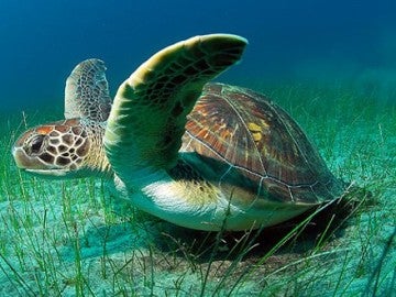 Tortuga verde marina