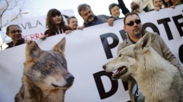 Manifestación en Madrid en defensa del lobo ibérico