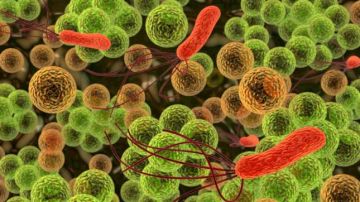 Microbios vistos a través de un microscopio Microbios vistos a través de un microscopio