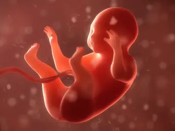Imagen de un feto en tres dimensiones. Imagen de un feto en tres dimensiones.