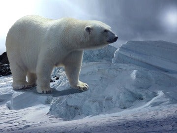 ¿Por qué disminuye el nivel del mercurio del organismo de los osos polares?