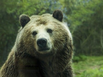 El oso 'Yogui' sale del Parque de Yellowstone de la lista de especies amenazadas