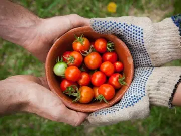 TOMATES BIO TOMATES BIO