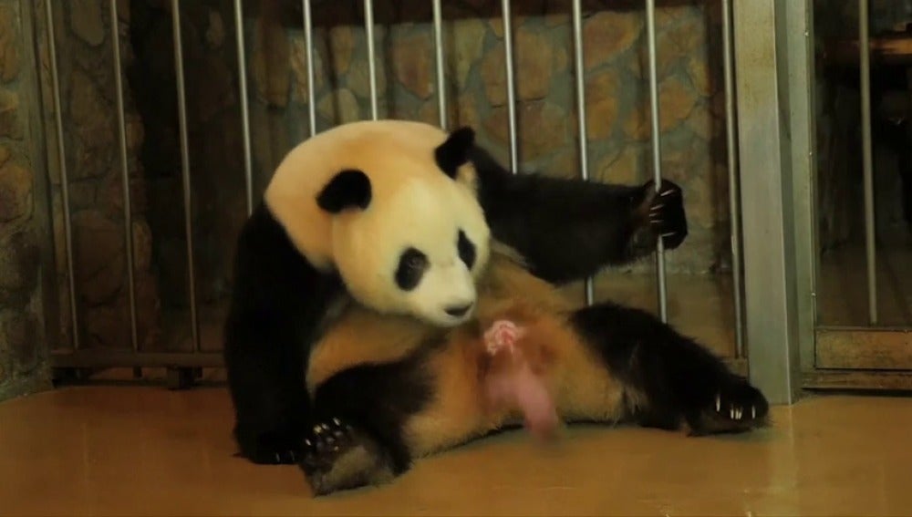 Nacen un macho y una hembra de oso panda gigante en un centro de cría de China