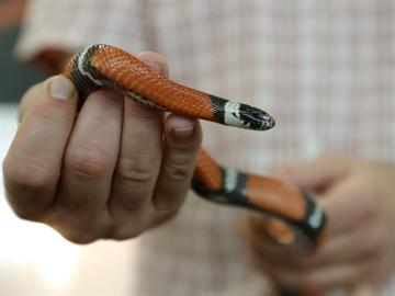 Neven Vrbanic, un croata que vive con 120 serpientes para demostrar que son animales tranquilos