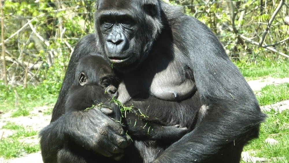 Imagen de archivo de una cría de gorila y su madre