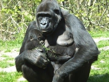 Imagen de archivo de una cría de gorila y su madre