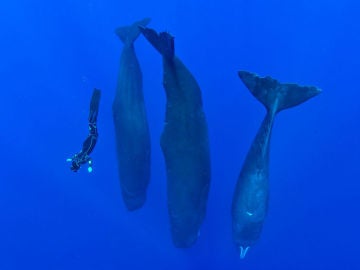 Cachalotes durmiendo en vertical