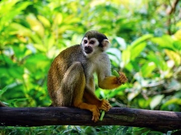 El Congreso pide al Gobierno prohibir el comercio y la tenencia de primates