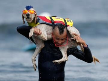 ¡Los perros también surfean! ¡Los perros también surfean!
