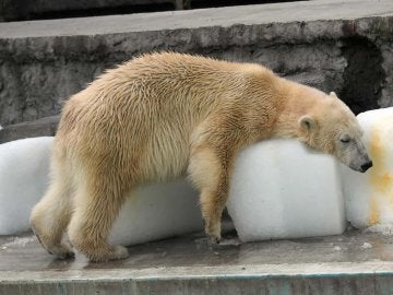 Oso polar del zoo de Budapest
