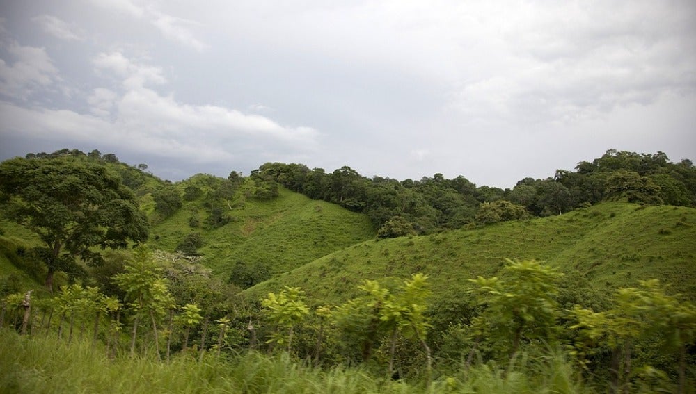 Panamá busca reforestar un millón de hectáreas en 20 años