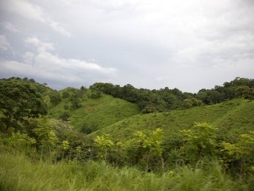 Panamá busca reforestar un millón de hectáreas en 20 años Panamá busca reforestar un millón de hectáreas en 20 años