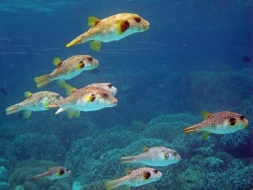 Imagen de archivo de peces globo