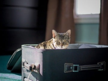 Las mascotas deben viajar con su documentación Las mascotas deben viajar con su documentación