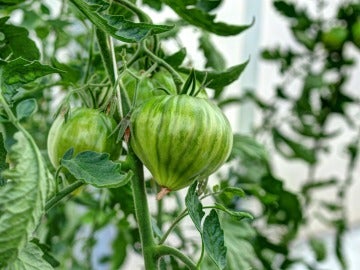 Tomatera