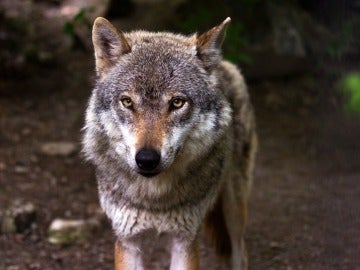 Imagen de un lobo