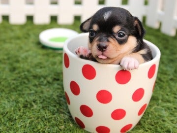 Consejos para educar a tus cachorros Consejos para educar a tus cachorros