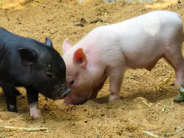 La técnica CRISPR elimina retrovirus en cerdos vivos para trasplantar órganos en humanos La técnica CRISPR elimina retrovirus en cerdos vivos para trasplantar órganos en humanos