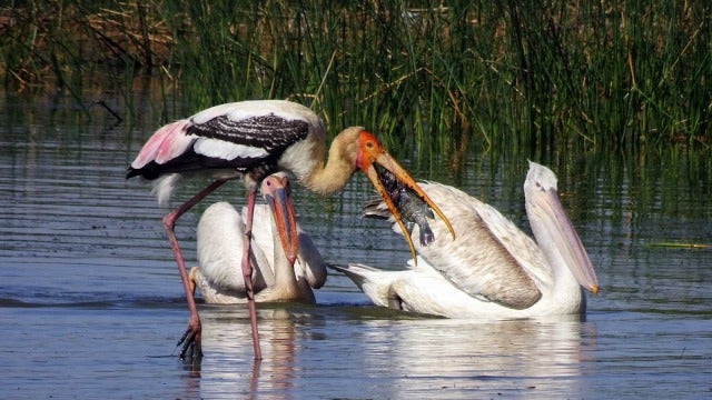 Algunos países con mayor biodiversidad reciben menos fondos de los que les corresponden