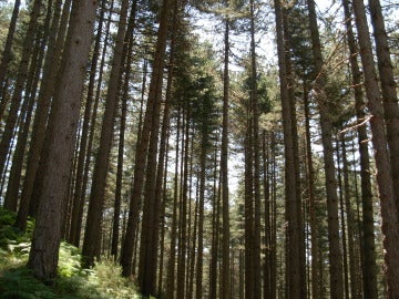 Imagen de archivo de un bosque de Pinos Laricios