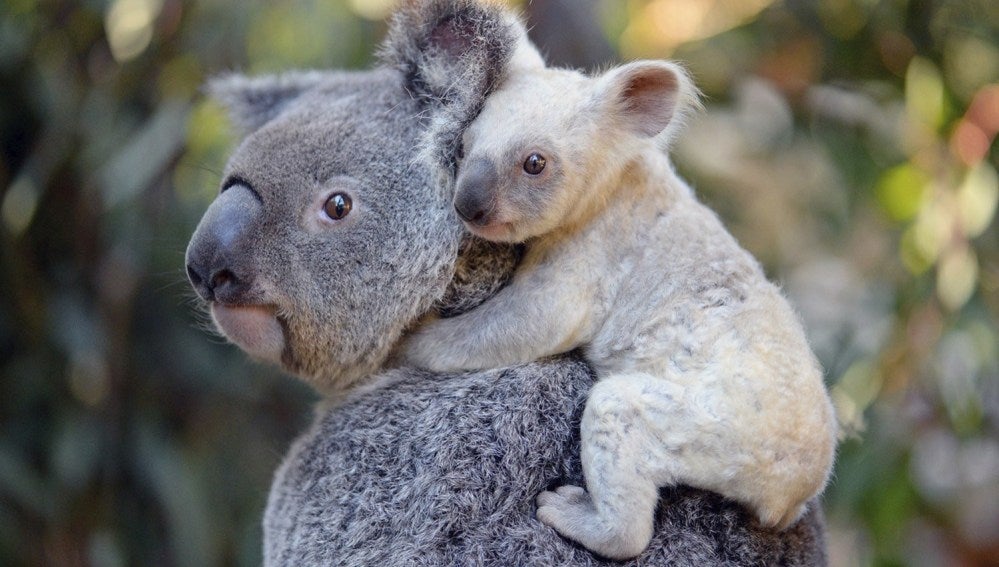 Nace una koala blanca, una especie extremadamente rara en un zoo