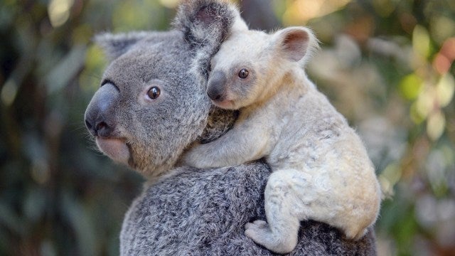 Nace una koala blanca, una especie extremadamente rara en un zoo