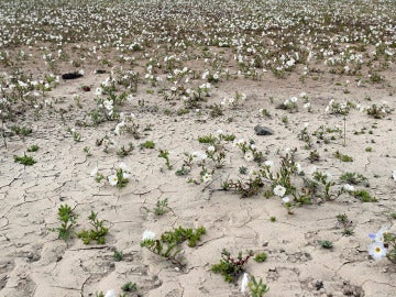 Imagen del Desierto de Atacama con flores