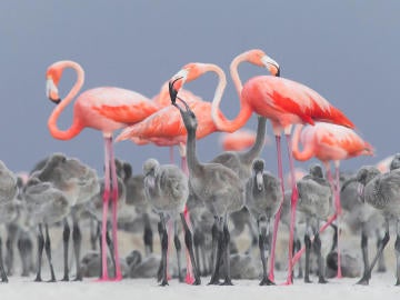 Flamencos Flamencos