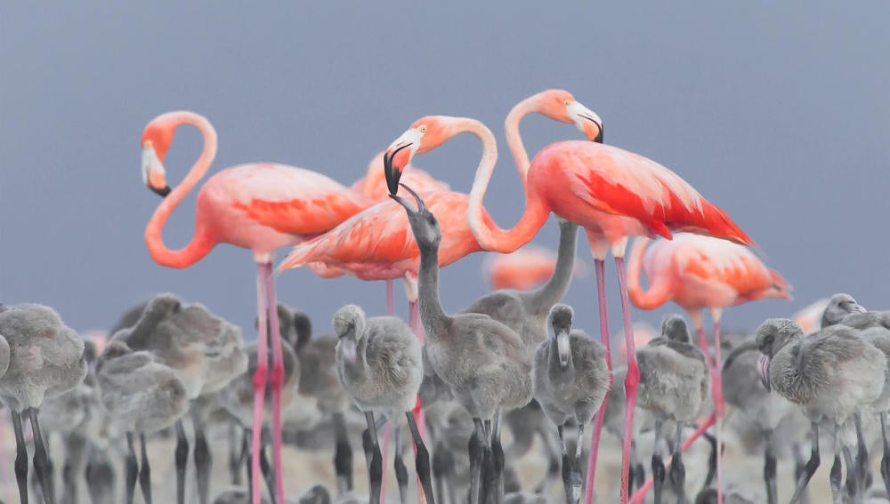Feeding Flamingos
