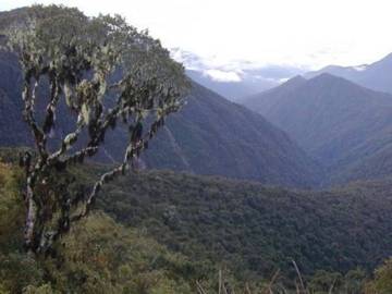 Identifican un nuevo género de árbol en los Andes tropicales