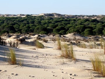 Reforestación de Doñana