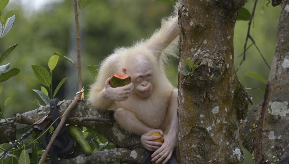 La oranguntana Alba trasladada a una zona protegida 