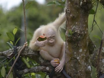 La oranguntana Alba trasladada a una zona protegida 