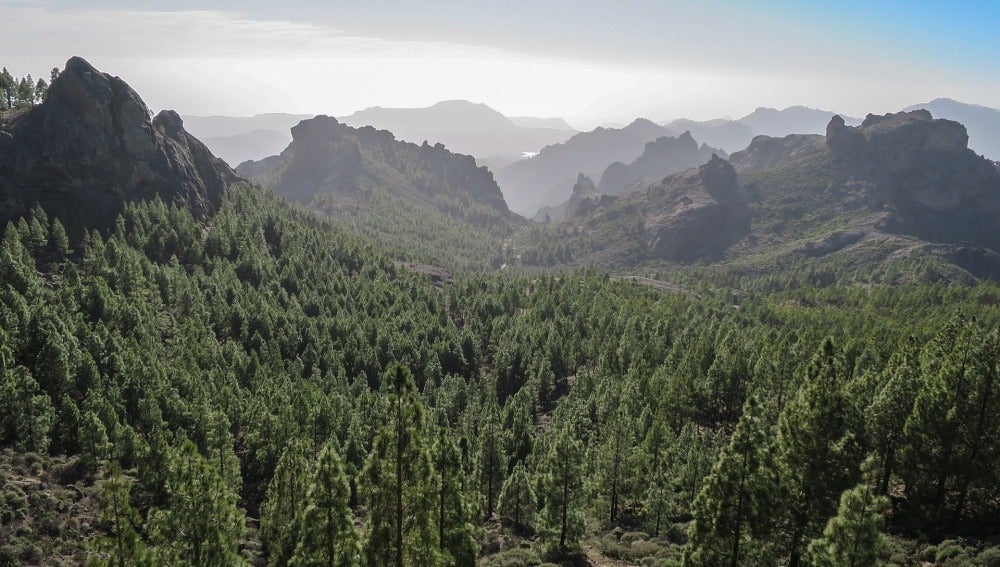 Bosque Canarias