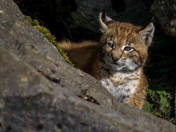 Cachorro de lince