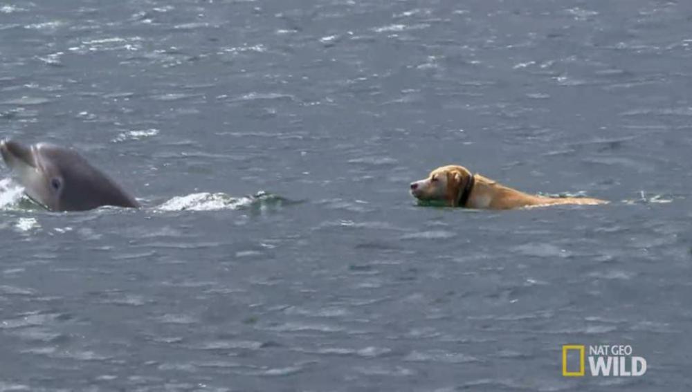 Un perro se baña en el mar, cada día, para jugar con su amigo delfín 