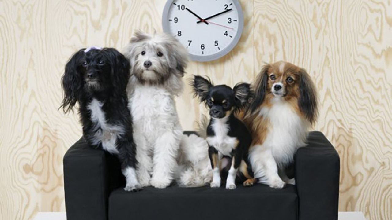 ikea reino unido admite perros