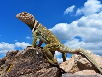 Lagarto en zona árida