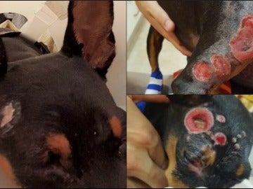 Cira, la perra quemada con ácido Cira, la perra quemada con ácido