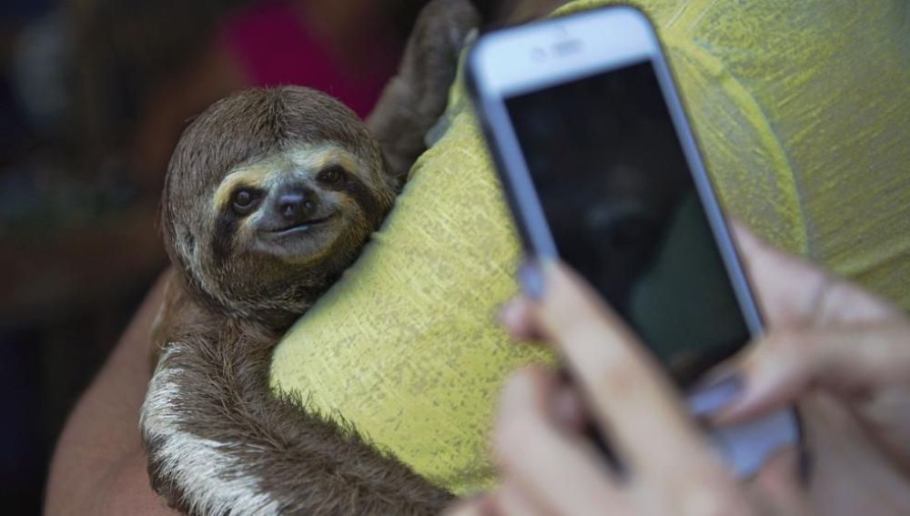 ¿Qué efectos negativos tienen los selfies para los animales?